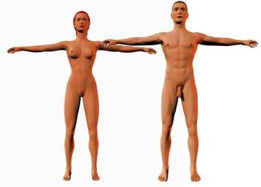 Comparaison des proportions entre l'homme et la femme